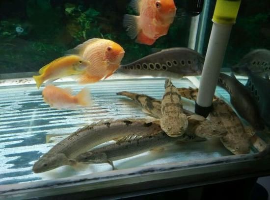 虎紋龍王魚最忌三個東西圖片【虎紋龍王魚飼養技術】