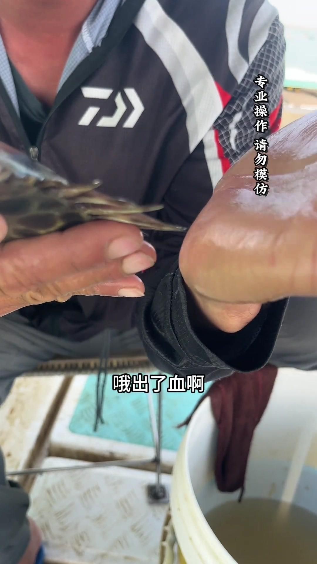 金鼓魚要怎么煮沒毒的【據(jù)說被這個魚扎一次痛三天，江師傅教你酸梅煮金鼓魚】