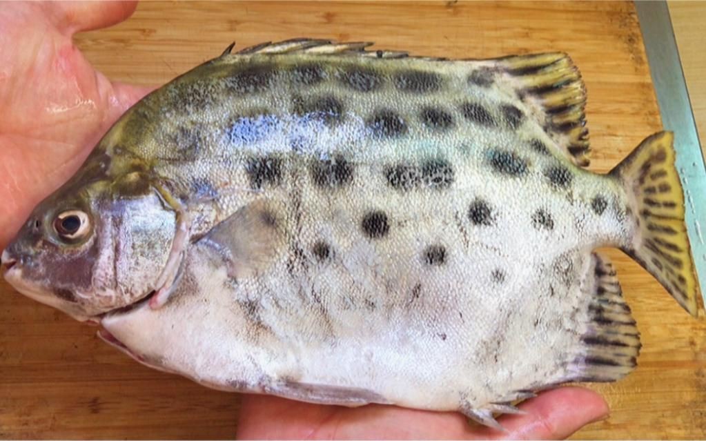 金鼓魚要怎么煮沒毒的【據(jù)說被這個魚扎一次痛三天，江師傅教你酸梅煮金鼓魚】