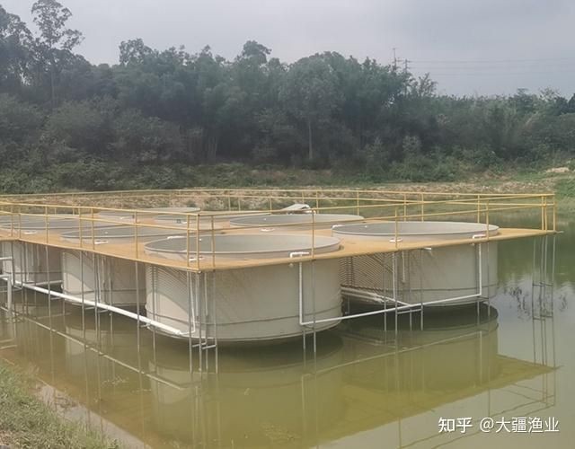 龍魚浮頭是啥樣的【關于龍魚浮頭現象的詳細描述】