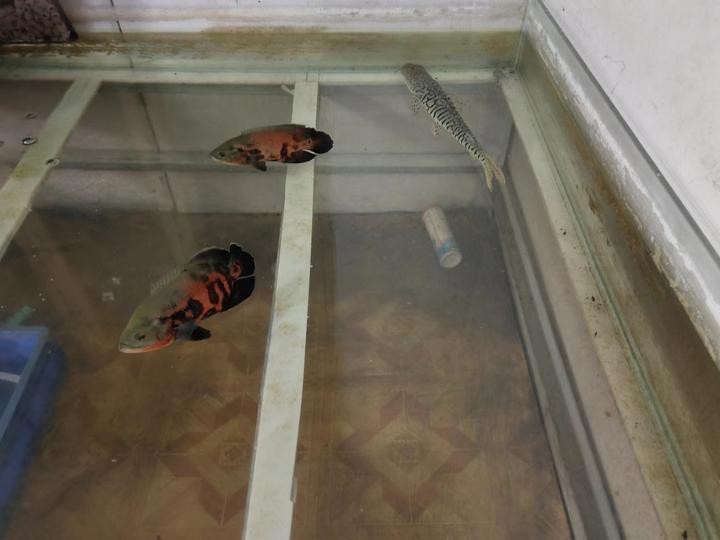 如何判斷龍魚是否因傳染病死亡？【如何判斷龍魚是否因傳染病死亡】