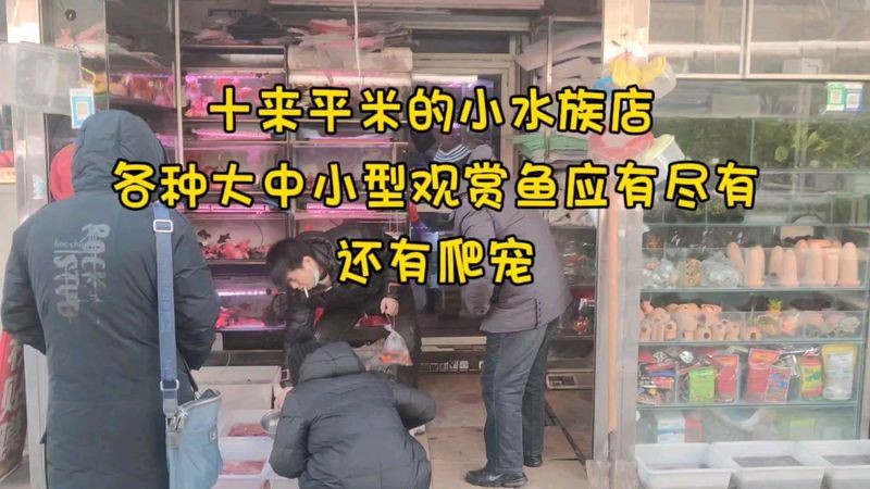 壺關(guān)水族店【壺關(guān)縣歡樂(lè)海洋公園、觀(guān)賞魚(yú)零售及水族器材銷(xiāo)售業(yè)態(tài)】