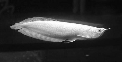 白金龍魚的市場價格是多少？【晚間科學探索,白金龍魚價格】