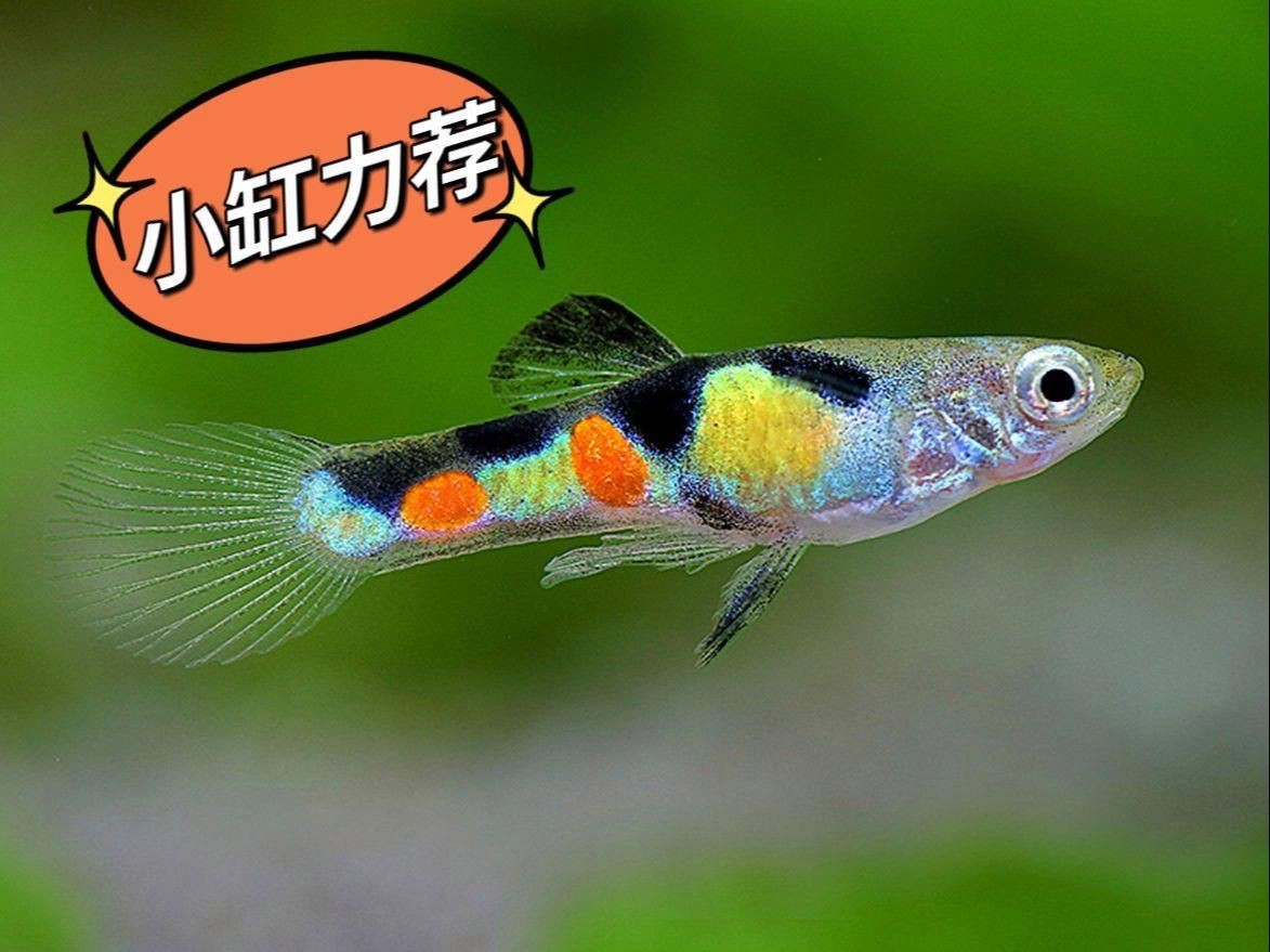 家庭小魚缸適合養什么魚【小魚缸里能養什么】
