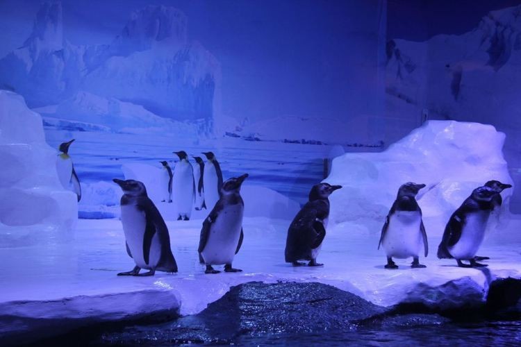 海北水族店【北海兩水族館,誰更值愛生活的瀟瀟樂】 全國水族館企業名錄 第1張 海北水族店【北海兩水族館,誰更值愛生活的瀟瀟樂】 海北水族店【北海兩水族館,誰更值愛生活的瀟瀟樂】 全國水族館企業名錄 第1張