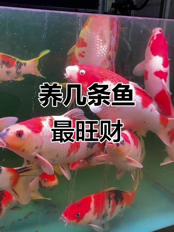 養魚養幾條最好招財【養幾條魚可以旺財】