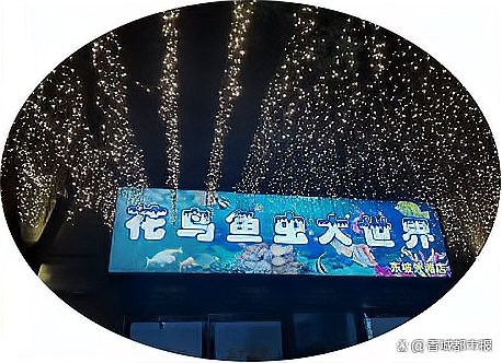 <strong><mark>湖北</mark></strong>水族店【<strong><mark>湖北</mark></strong>水族店哪家口碑最好】