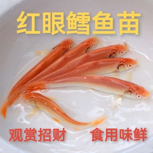白子招財龍最大圖片