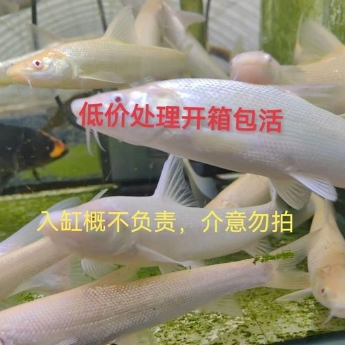 白子招財龍最大圖片