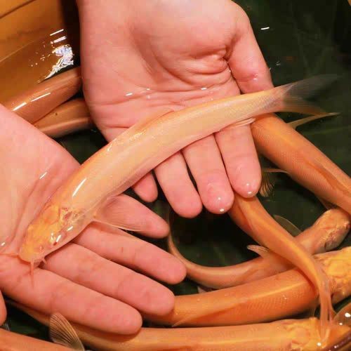 白子招財龍最大圖片