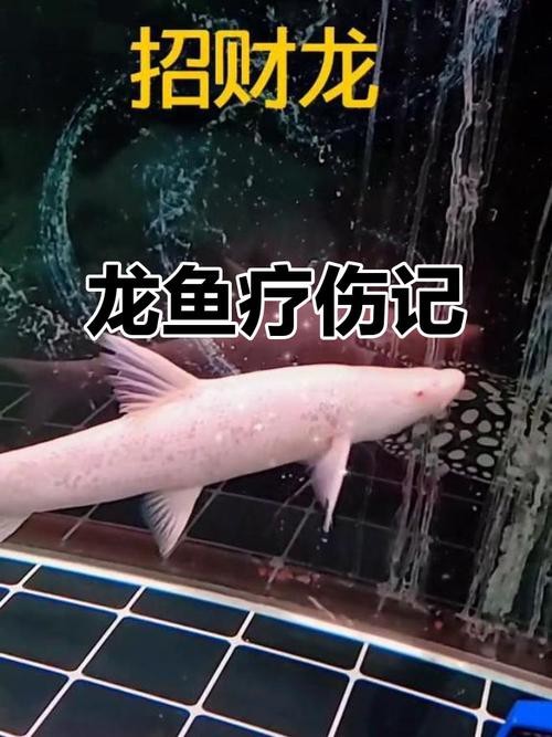 白子招財龍最大圖片