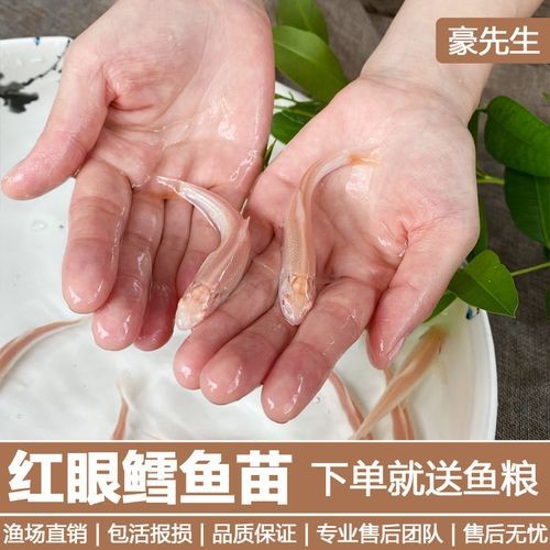 如何鑒別威縣龍魚的品質，“威縣龍魚”品質鑒別威縣龍魚的品質是否完整無損傷