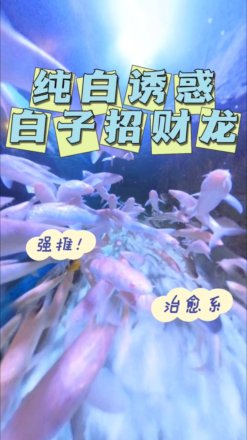 白子招財龍最大圖片