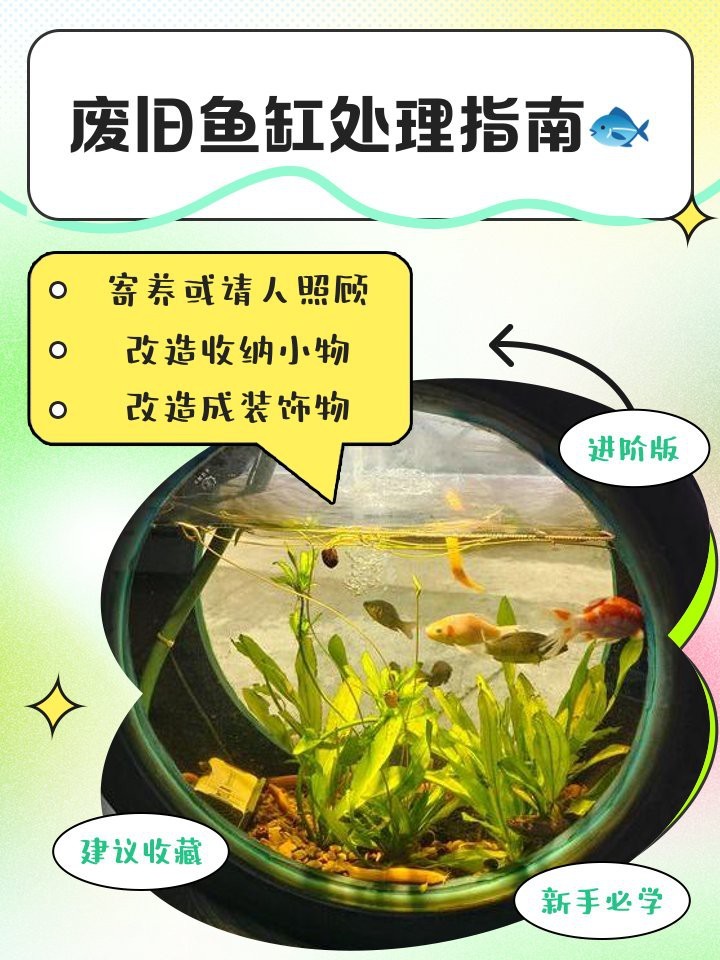 龍魚缸閑置后如何處理【廢舊魚缸不用了怎么處理有什么講究】