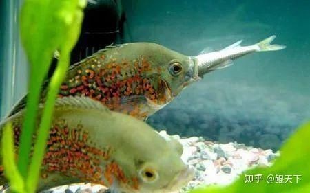 銀龍魚有哪些互動行為？【銀龍魚的飼養指南:溫度與習性詳解極致禪意的俏皮學妹】