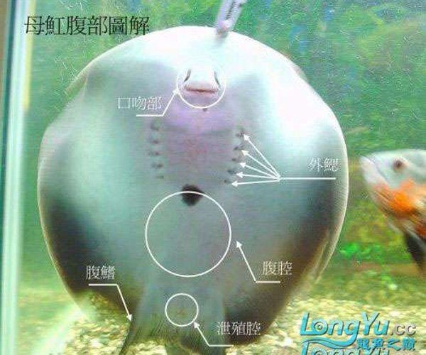 魟魚繁殖一年生幾次【魟魚的繁殖頻率】
