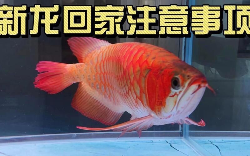 如何預(yù)防龍魚交叉感染【第361話龍魚案例分析】