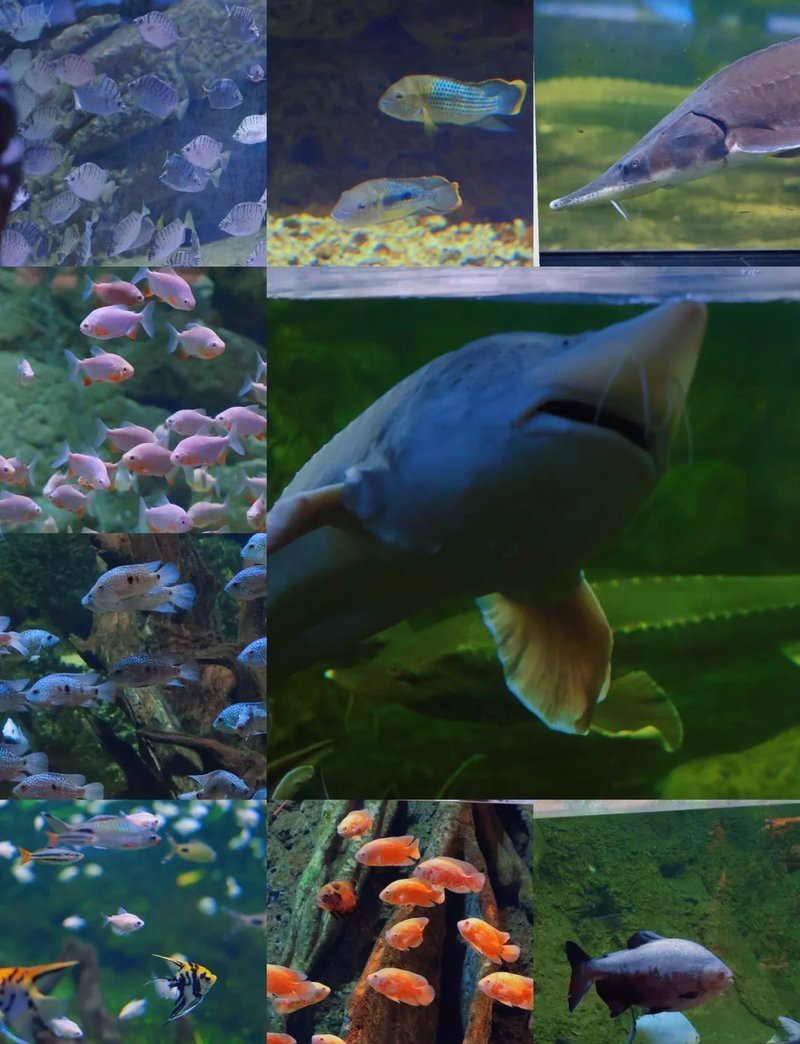 遵義水族店【遵義冰雪海洋世界攜程旅行網(wǎng)65元半價(jià)搶購(gòu)遵義海洋世界門票】