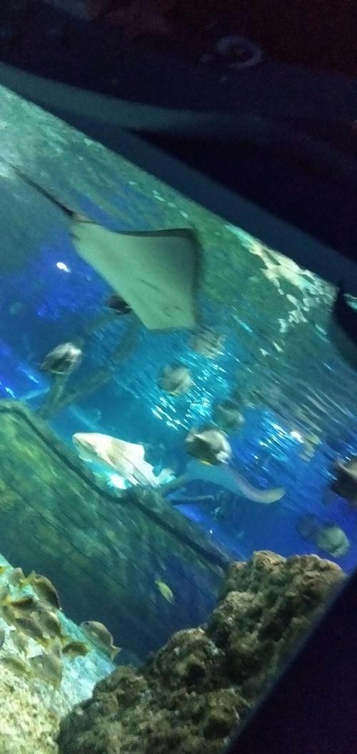 遵義水族店【遵義冰雪海洋世界攜程旅行網(wǎng)65元半價(jià)搶購(gòu)遵義海洋世界門票】