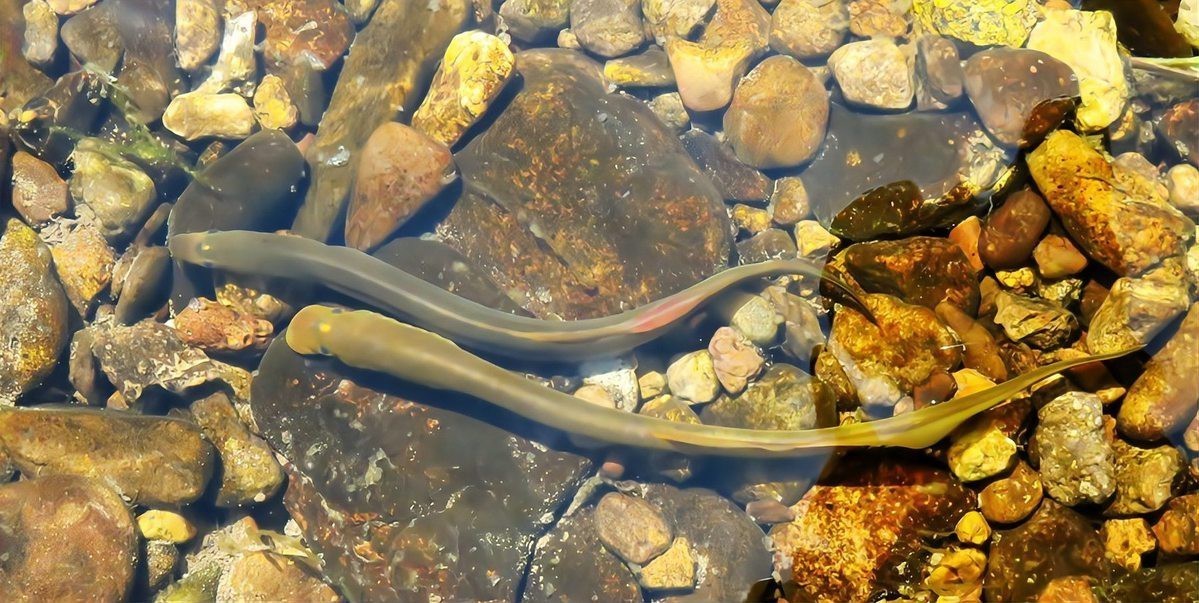 小火龍魚的最佳飼養溫度是多少【小火龍魚怎么養】