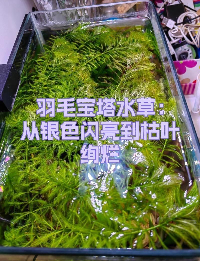 寶塔水族店【延安寶塔區新區魚樂園水族館成立于2018年8月1日】