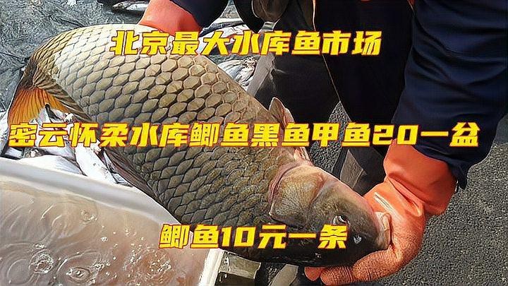 淡水魚批發哪里最便宜【2025年8月3日湖南活鯽魚批發價格表】