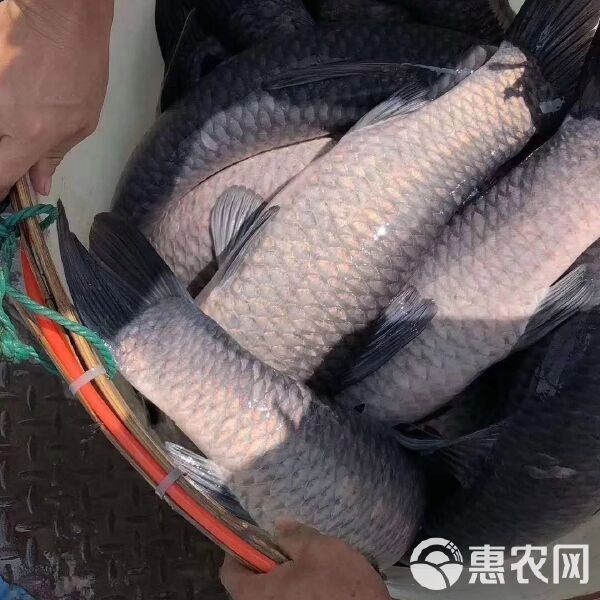 淡水魚批發哪里最便宜【2025年8月3日湖南活鯽魚批發價格表】