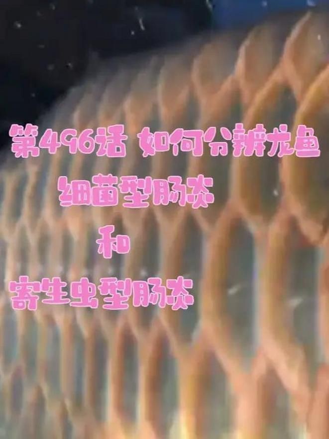 龍魚細菌感染如何早期發現？【龍魚體外細菌感染完全攻略】