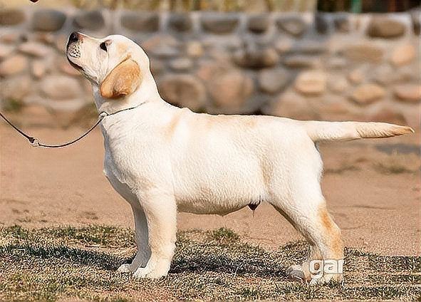 賽級是什么意思【賽級犬,純種犬、血統犬、血統犬、冠軍犬的區別是什么】
