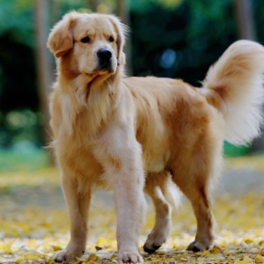 賽級是什么意思【賽級犬,純種犬、血統犬、血統犬、冠軍犬的區別是什么】