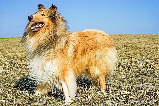 賽級是什么意思【賽級犬,純種犬、血統犬、血統犬、冠軍犬的區別是什么】