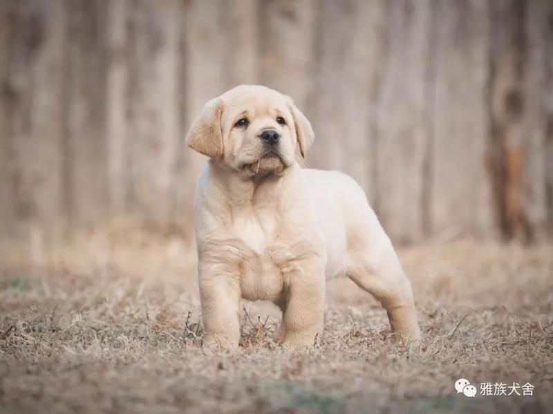 賽級是什么意思【賽級犬,純種犬、血統犬、血統犬、冠軍犬的區別是什么】