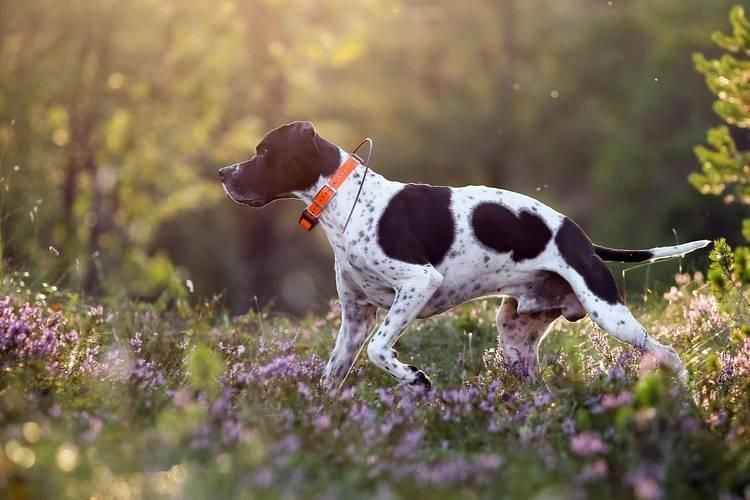 賽級是什么意思【賽級犬,純種犬、血統犬、血統犬、冠軍犬的區別是什么】