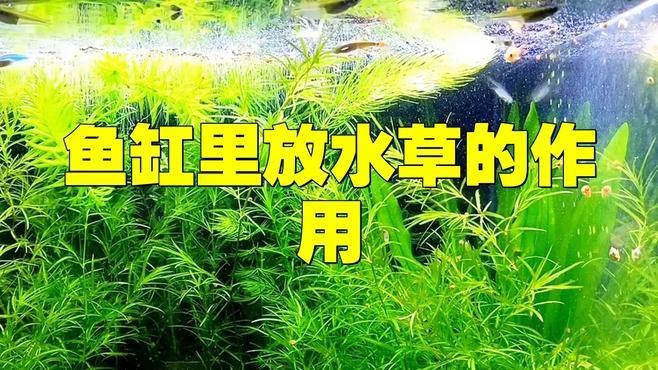 龍魚缸適合養(yǎng)水草嗎【龍魚缸養(yǎng)殖技術(shù)】