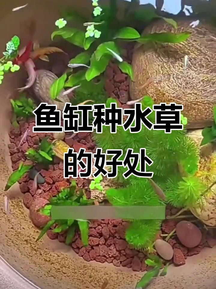 龍魚缸適合養(yǎng)水草嗎【龍魚缸養(yǎng)殖技術(shù)】