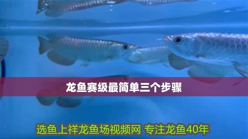 賽級藍底金龍三個步驟介紹【賽級藍底金龍的培養】