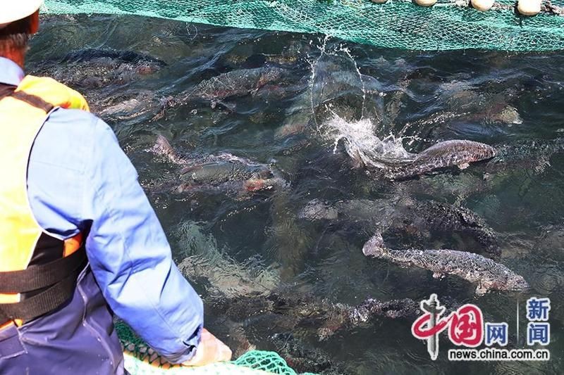 果洛藏族自治州魚缸批發市場【果洛藏族自治州魚缸批發市場需求分析及發展前景展望】
