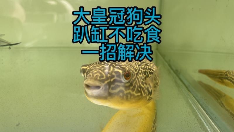 皇冠魚不吃食怎么回事【皇冠魚不吃食怎么辦】