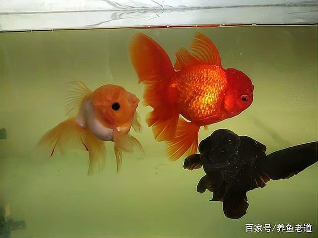 家養金魚會自然繁殖嗎【家養金魚能自然繁殖嗎】