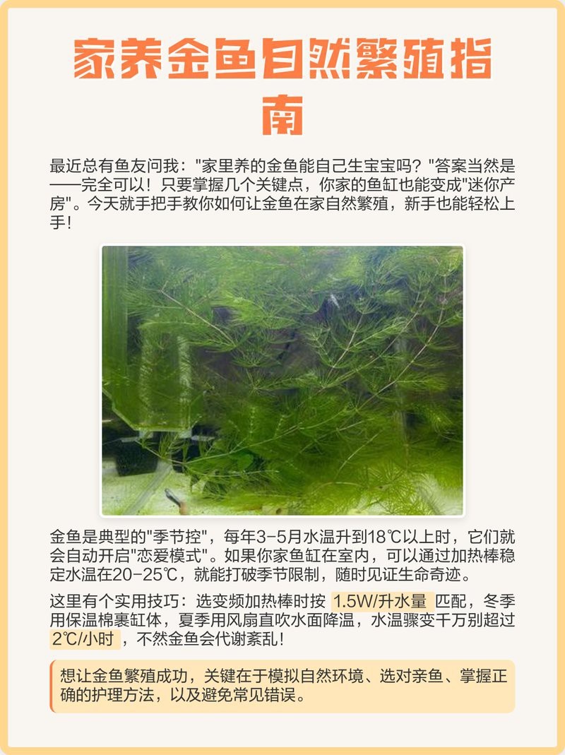 家養金魚會自然繁殖嗎【家養金魚能自然繁殖嗎】