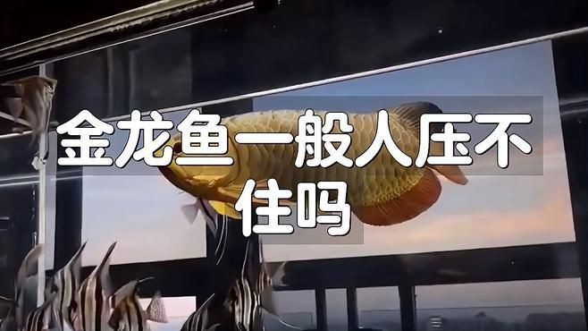 過背金龍魚飼養(yǎng)難度如何【過背金龍魚養(yǎng)殖技巧】
