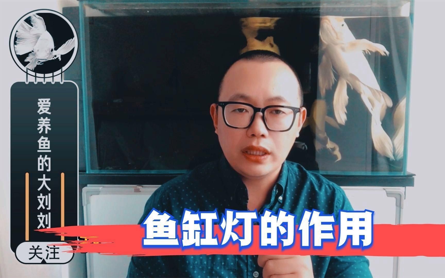 給魚增色用什么燈好【嗶哩嗶哩新手養魚魚缸燈怎么選從此選燈不再糾結】