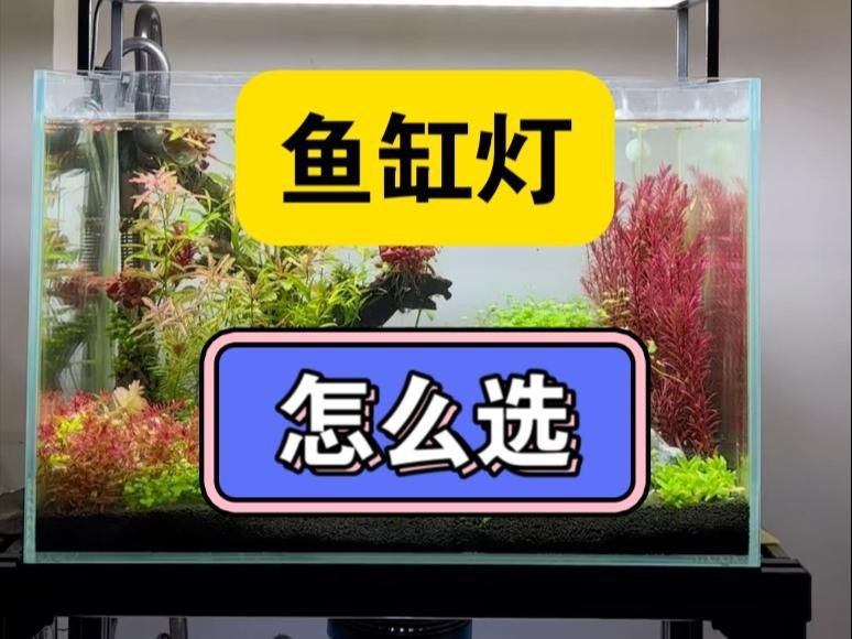 給魚增色用什么燈好【嗶哩嗶哩新手養魚魚缸燈怎么選從此選燈不再糾結】