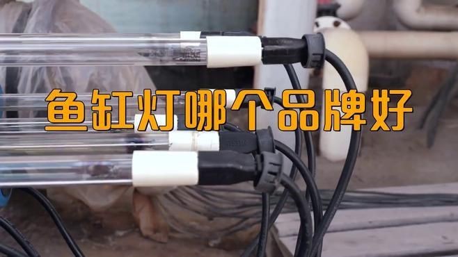 給魚增色用什么燈好【嗶哩嗶哩新手養魚魚缸燈怎么選從此選燈不再糾結】