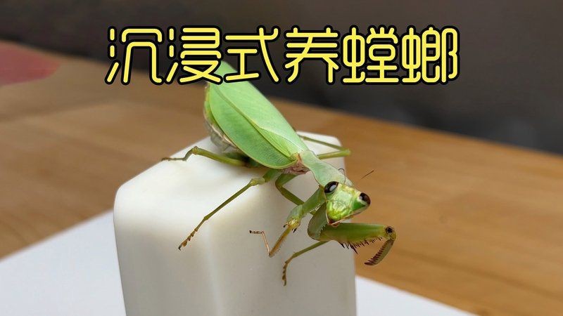 坤桑沉浸式養黃蜂螳蛉【vivo智能手機沉浸式養黃蜂螳蛉視頻內容】