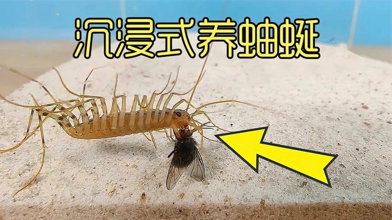 坤桑沉浸式養黃蜂螳蛉【vivo智能手機沉浸式養黃蜂螳蛉視頻內容】