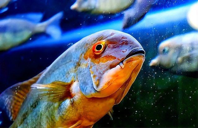 各種魚(yú)的寓意和象征【中國(guó)文化中最具代表性的吉祥物之一】