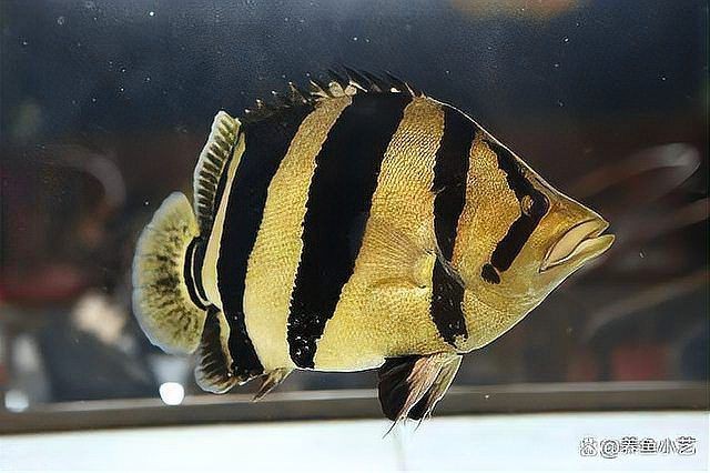 虎魚種類分別【泰國(guó)虎魚、印尼虎魚、印尼虎魚、印尼虎魚、印尼虎魚】 虎魚種類分別【泰國(guó)虎魚、印尼虎魚、印尼虎魚、印尼虎魚、印尼虎魚】 龍魚論壇 第1張