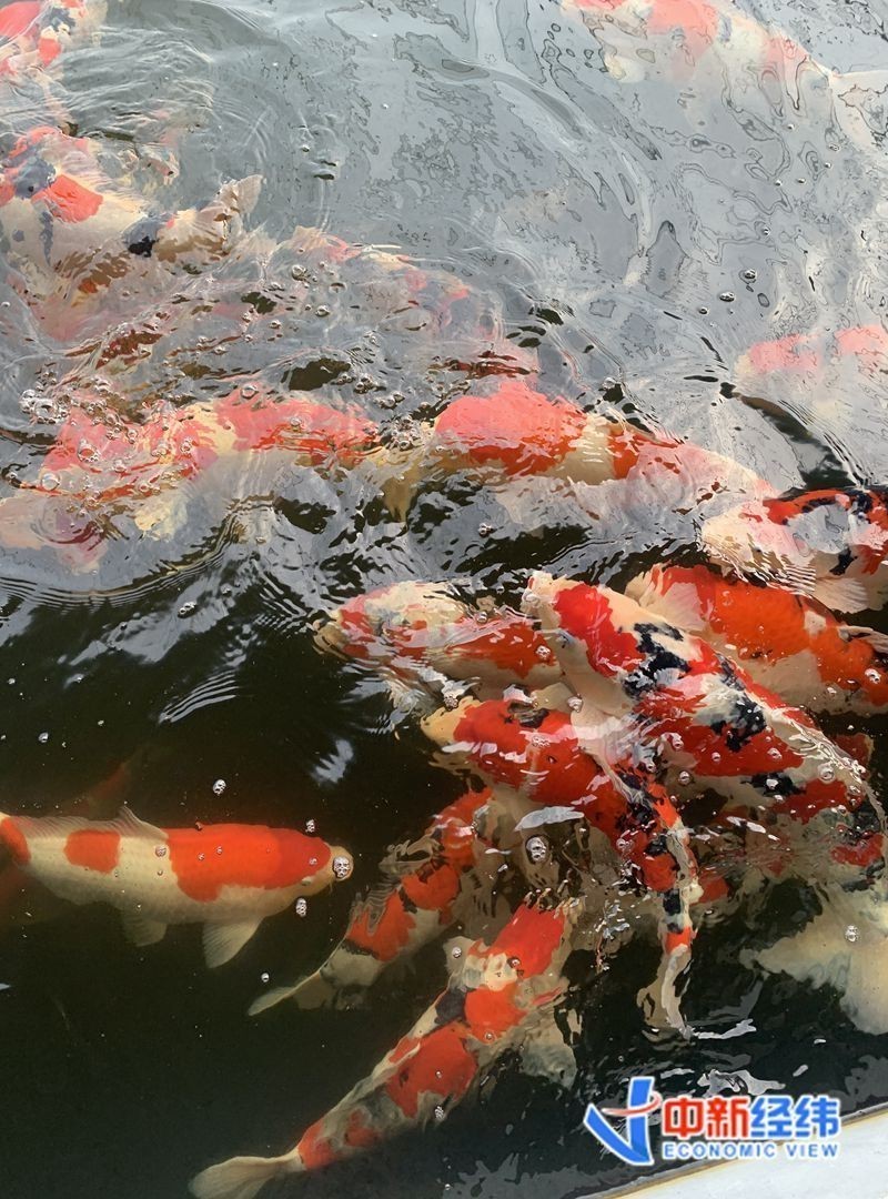 高昌龍魚店【高昌龍魚店深度信息可提供參考：產業一線丨一條錦鯉賣了37萬】