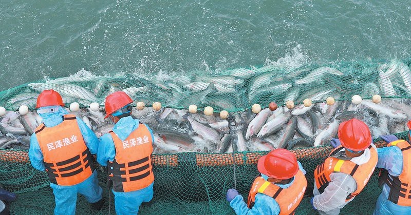 青海龍魚(yú)店【青海有哪些著名的龍魚(yú)養(yǎng)殖基地】